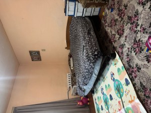 Броварська, 118 (пгт. Великая Димерка, Броварской район) - Продається будинок, 47000 $ - АФНУ